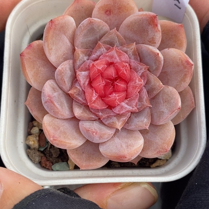 1208-550，糖心多肉