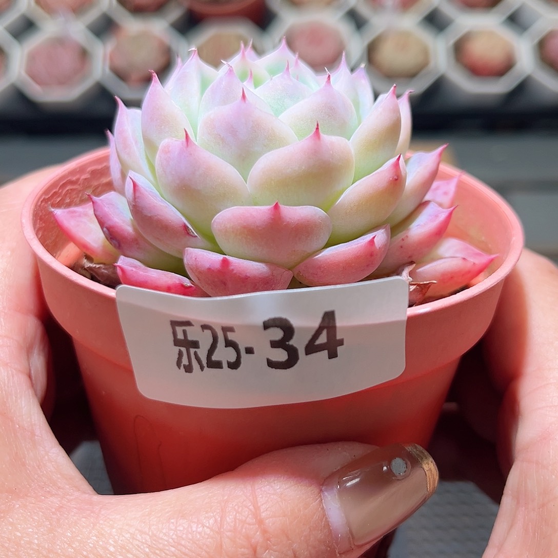 乐25-34 粉水晶单头