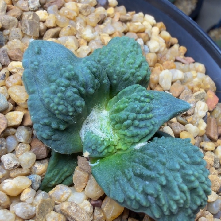 深蓝翻边血怒颗粒带锦