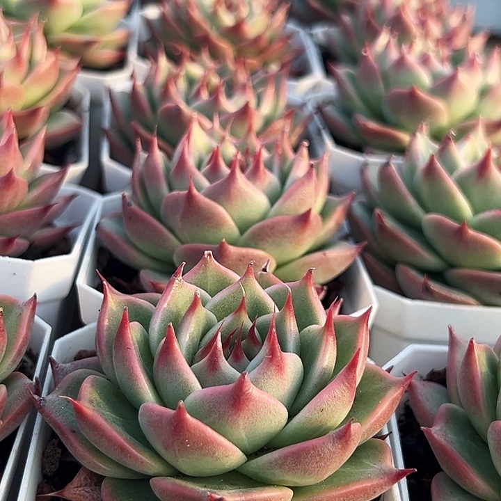 托斯卡内莉      福利多多