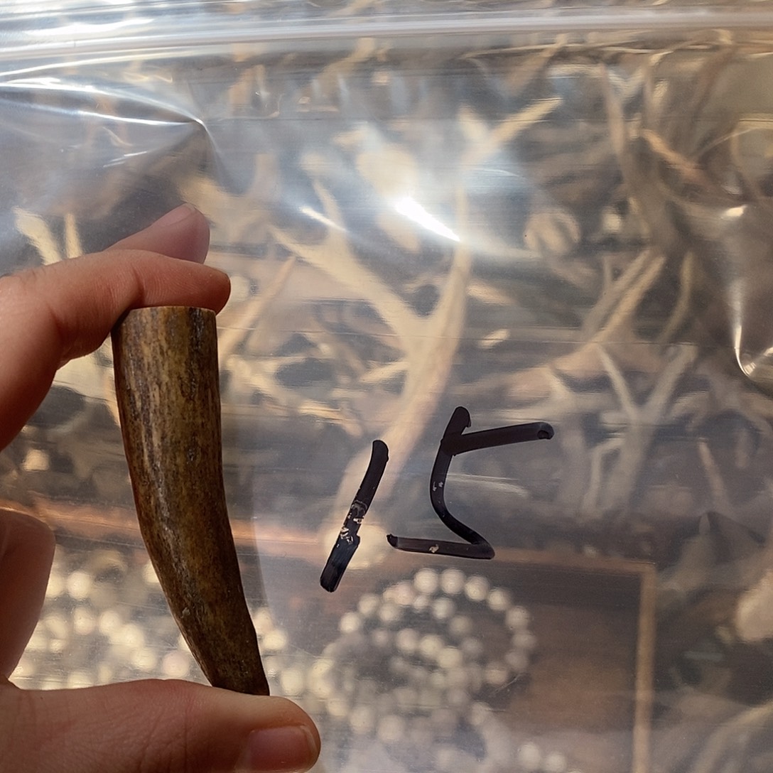 (***)非金属鹿角鹿角鹿角