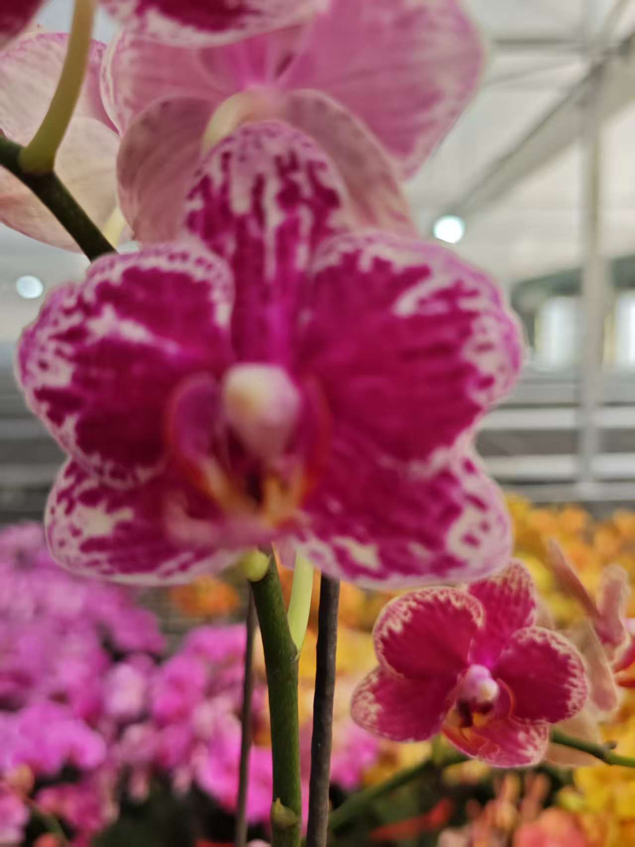 高品质橙色蝴蝶兰【可乐】带花剑带花苞四季开花室内好养盆栽