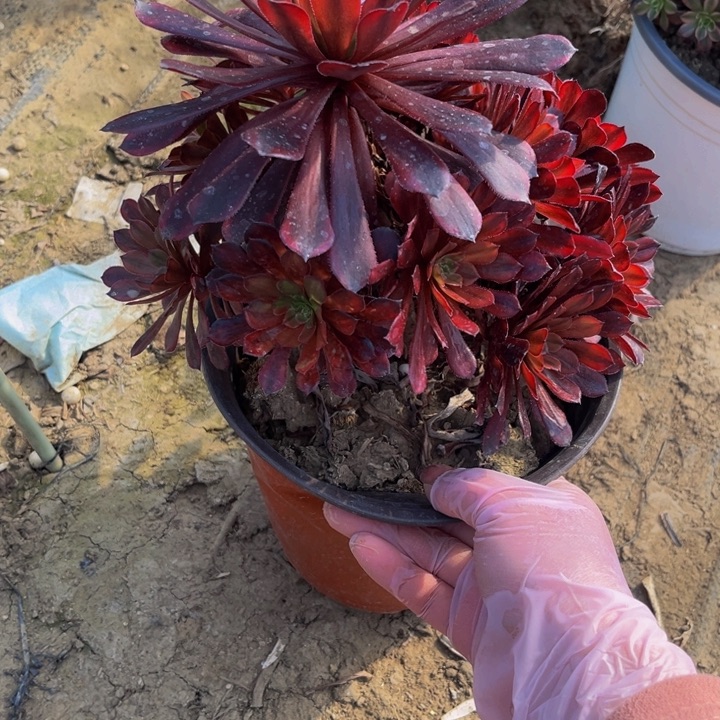 016祝融多肉法师不包断枝