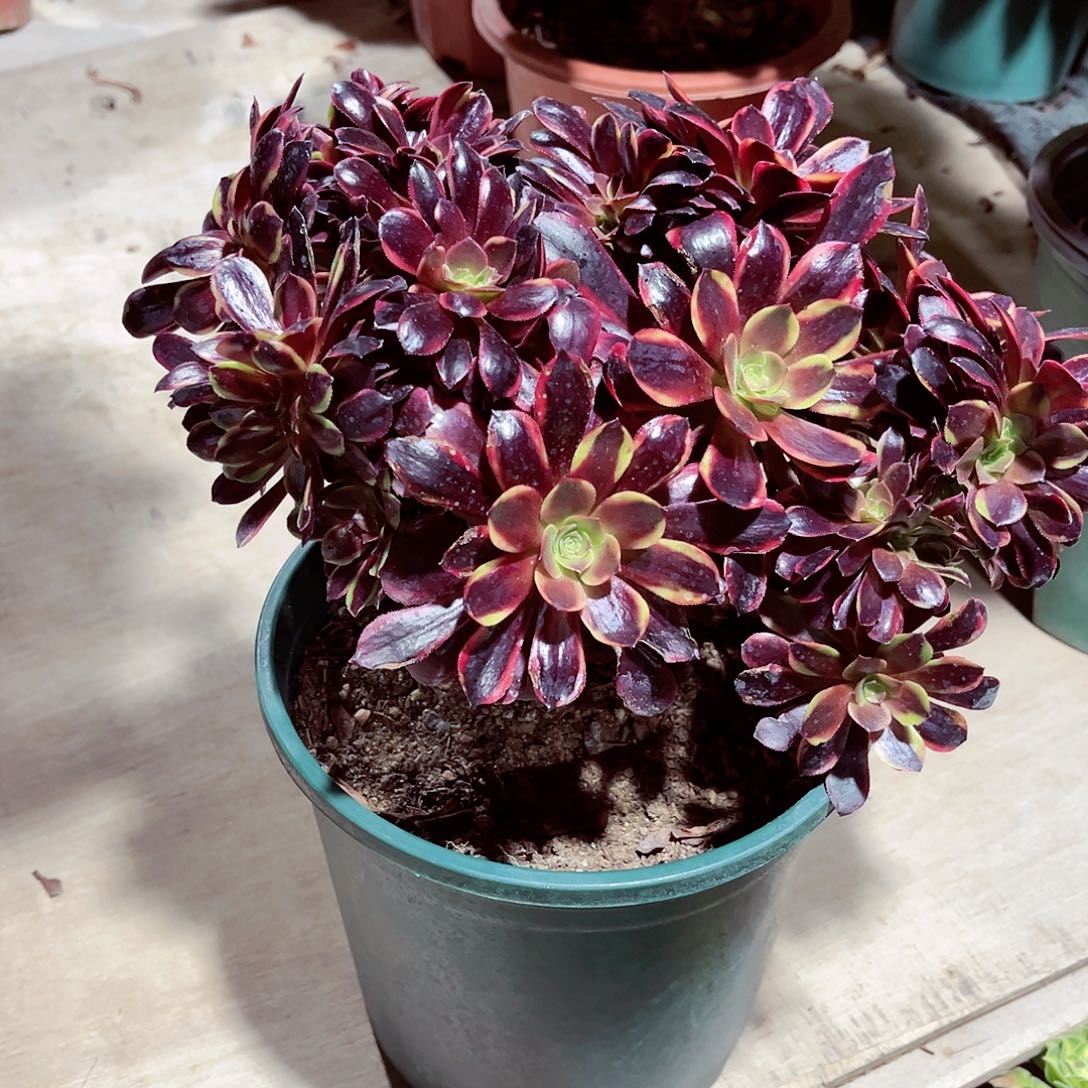 莫**?法师多肉漂亮漂亮