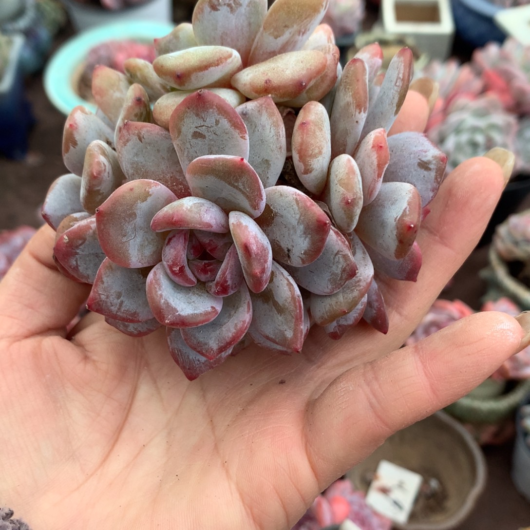 哈哈哈哈哈哈哈哈哈冰玉石榴籽