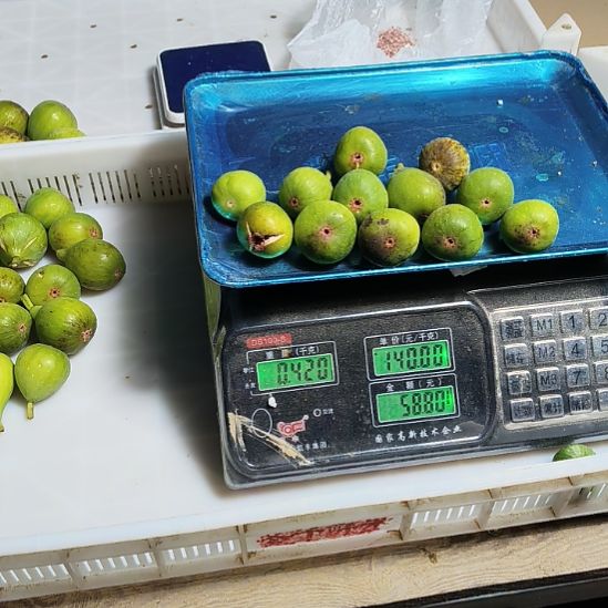 小果12枚单果30克左右