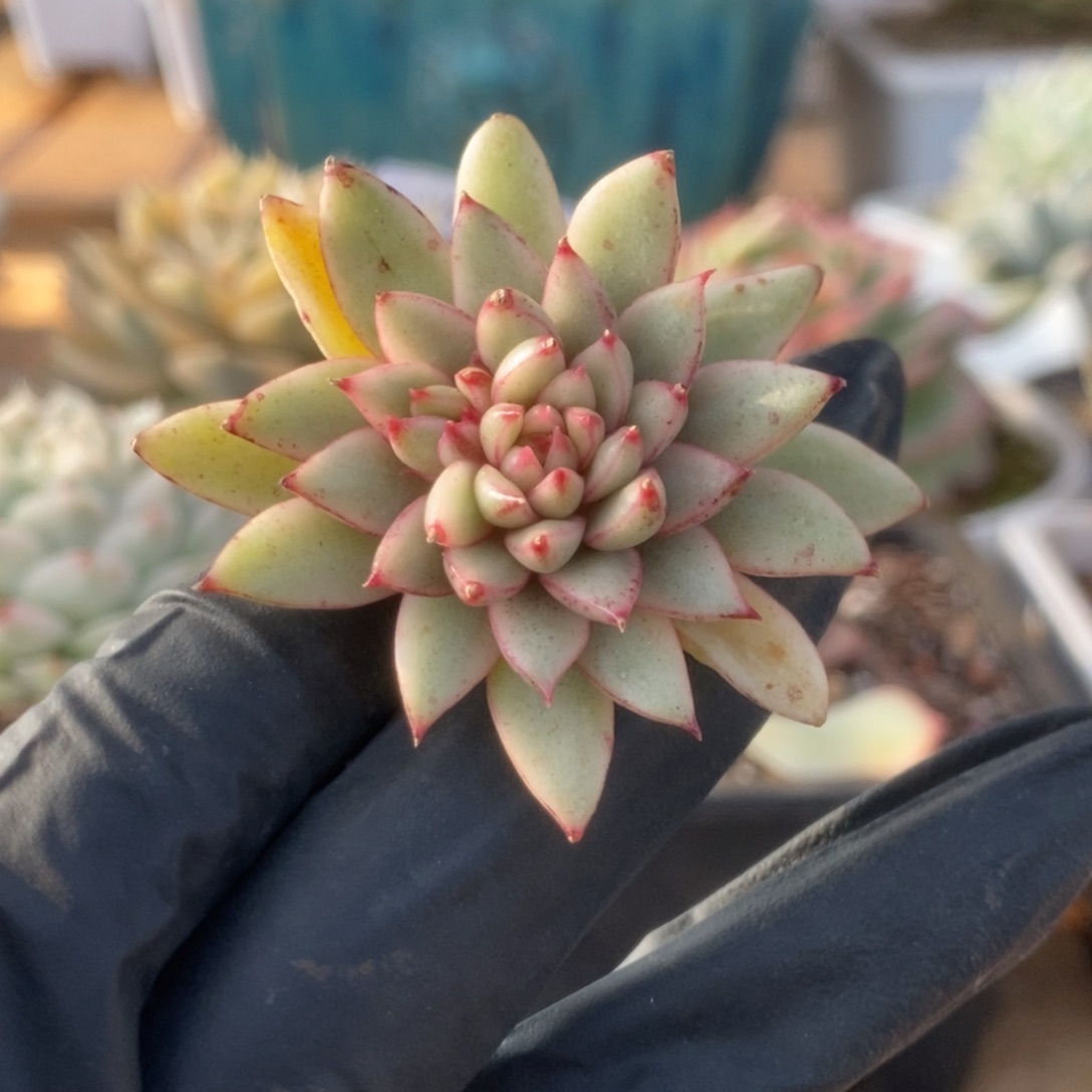 006黄金雨侧芽锦锦锦锦