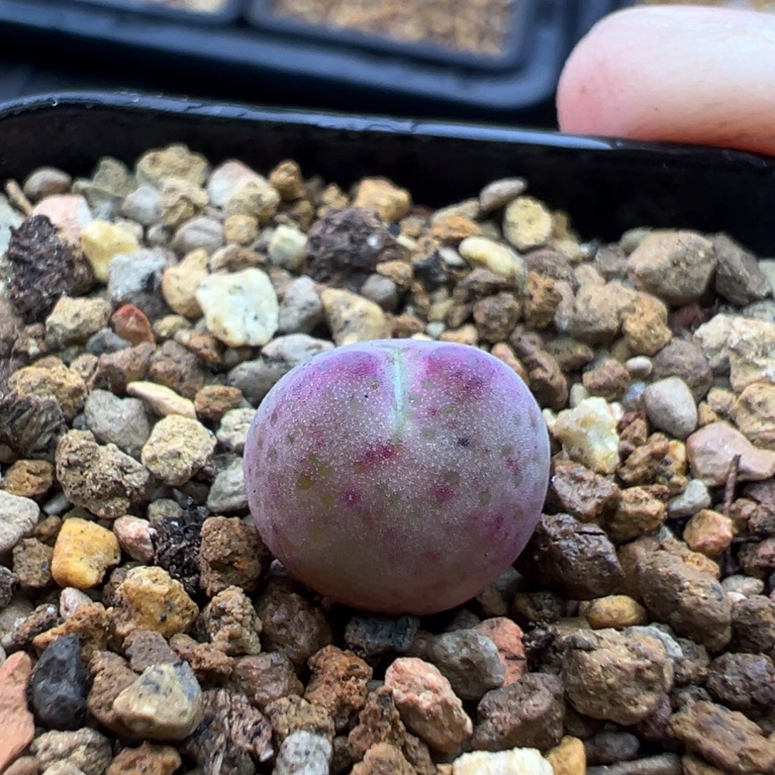 32单头将杂一棵特     