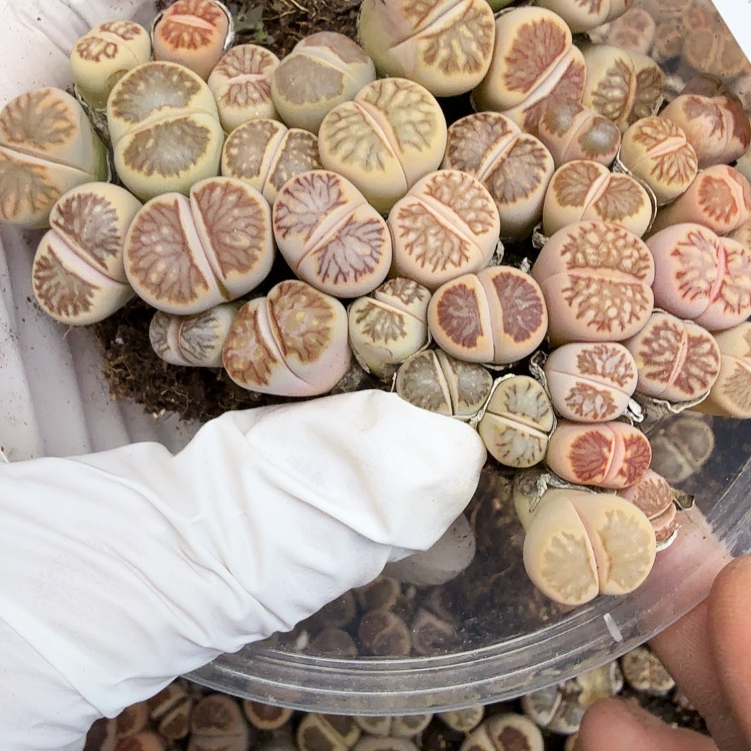 不要说对不起嘛不要发给他们464