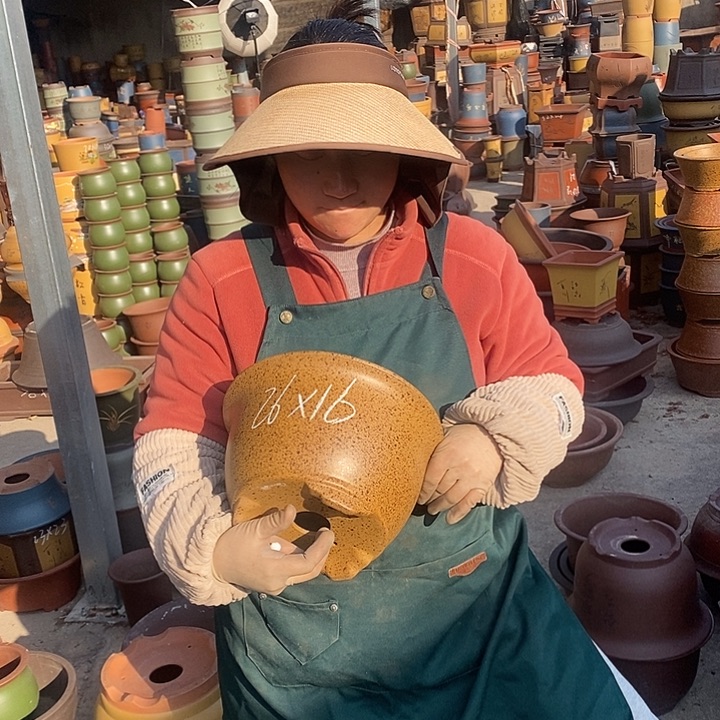 紫砂花盆盆栽花卉苗木种植