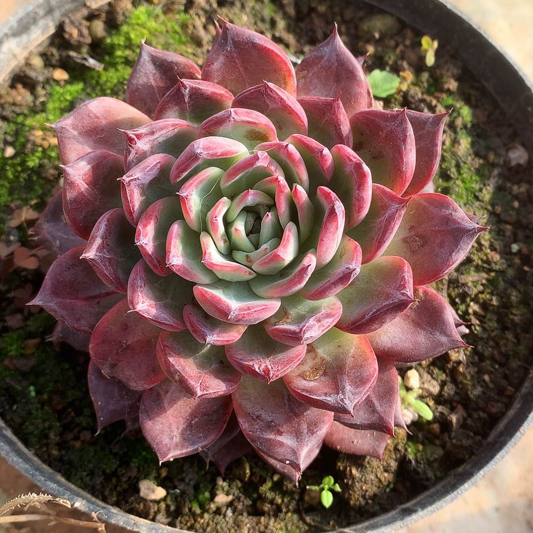 黑天鹅多肉一物一拍