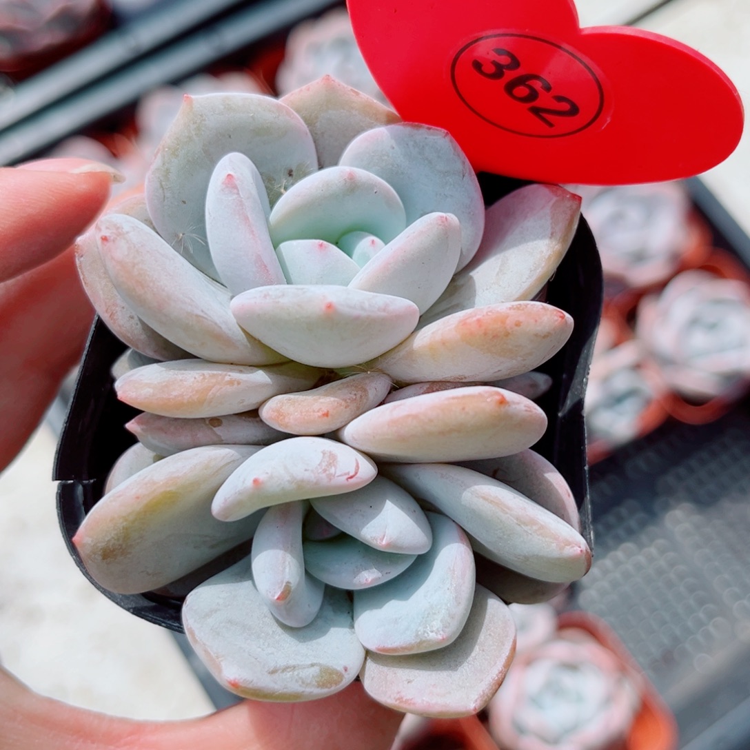 风靡园艺奶茶双头