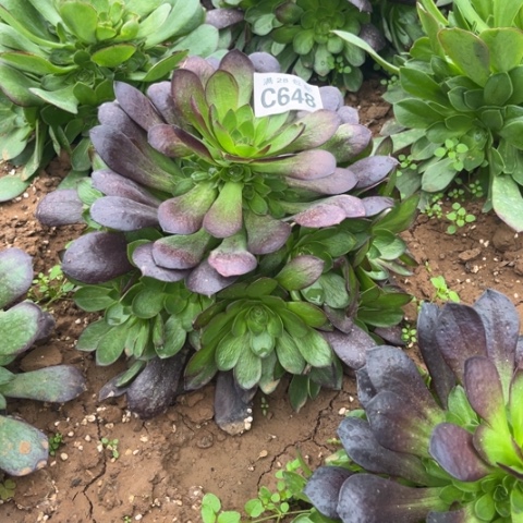 684赤焰莲不包断枝