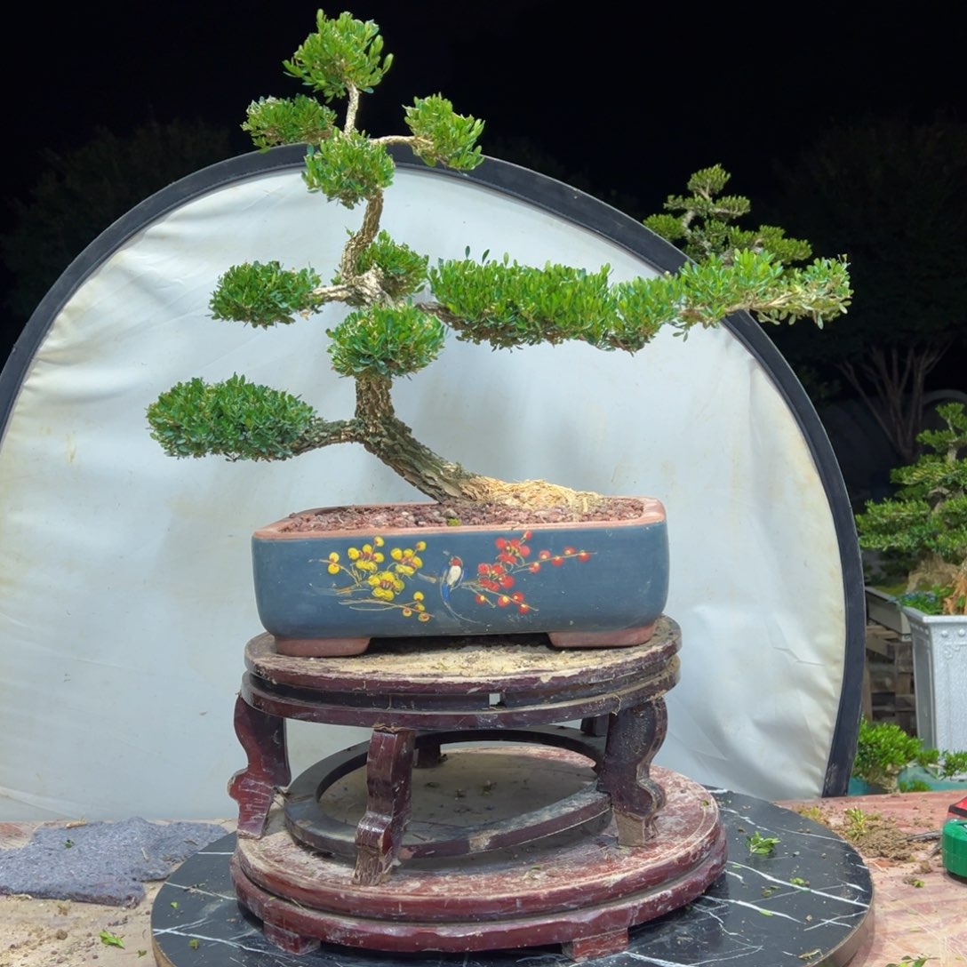 无花朵广东皱皮雀舌黄杨