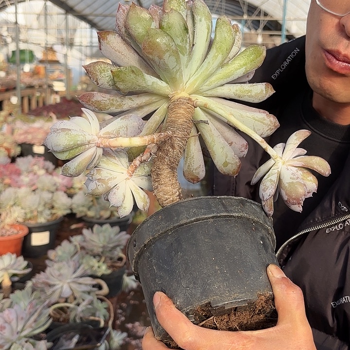 紫悦老桩单头带飘枝