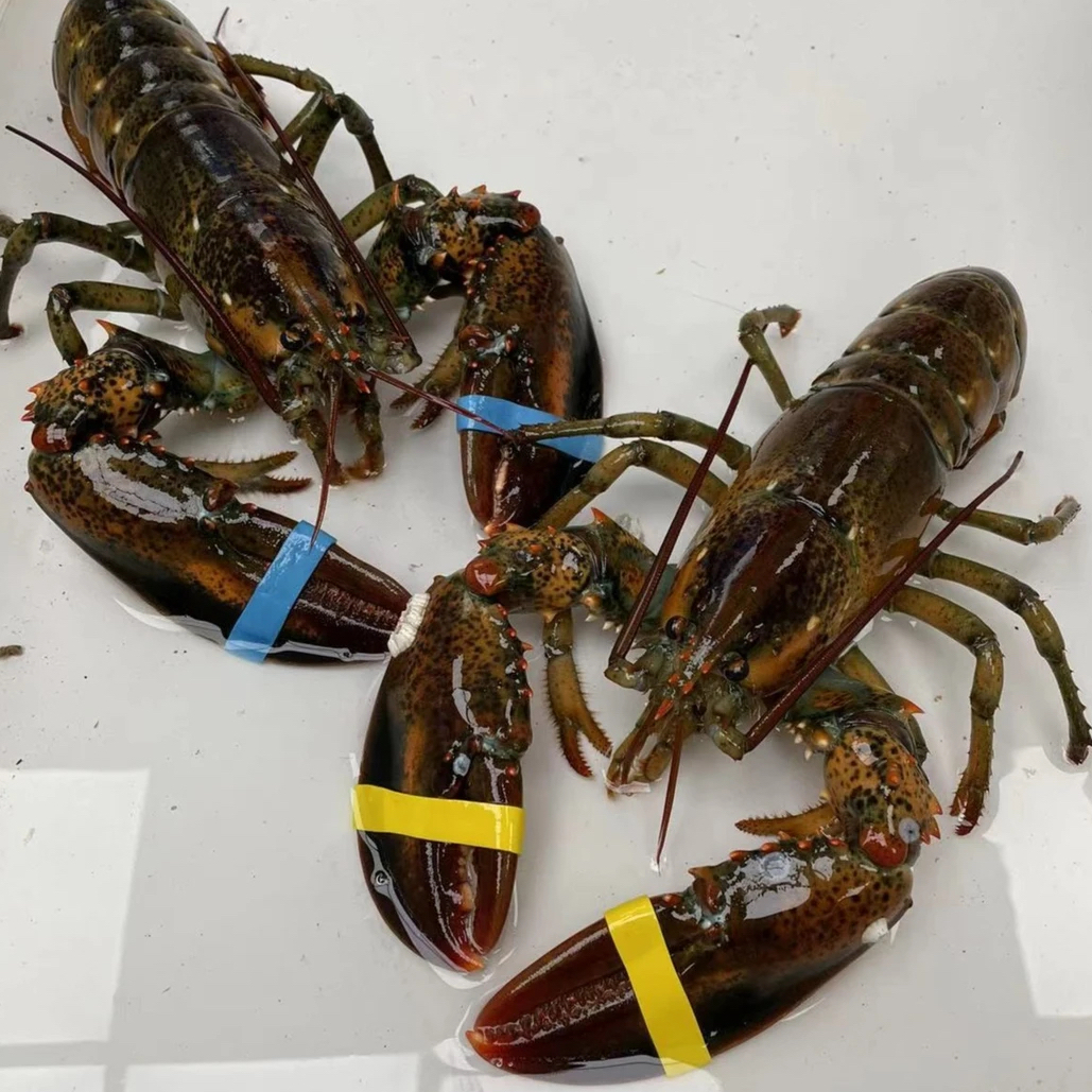 断养福利！鲜嫩饱满波士顿龙虾包鲜不包活海鲜肉质美味0.9-1斤左右