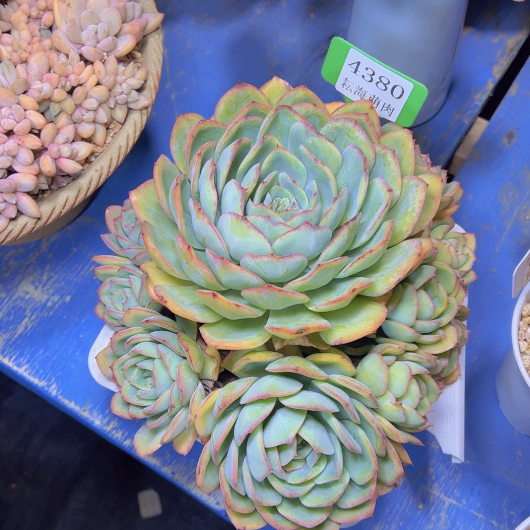 淡***漠晨露4380多肉植物