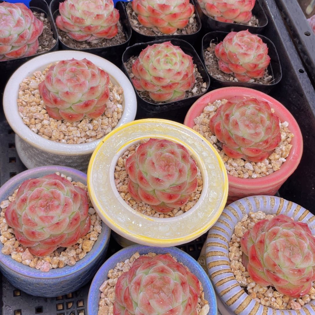 量拍116号 桃露珍妮单头一个