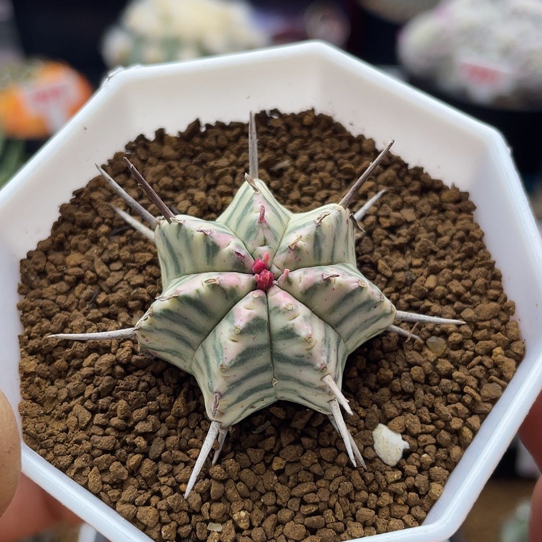 斑马锦仙人球多肉