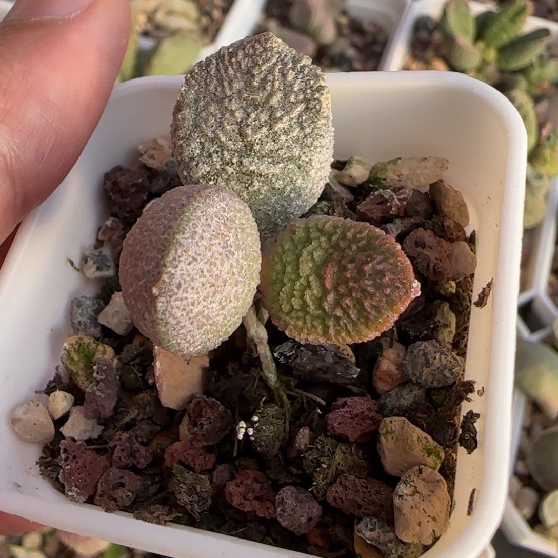 法式鹅肝水泡多肉植物