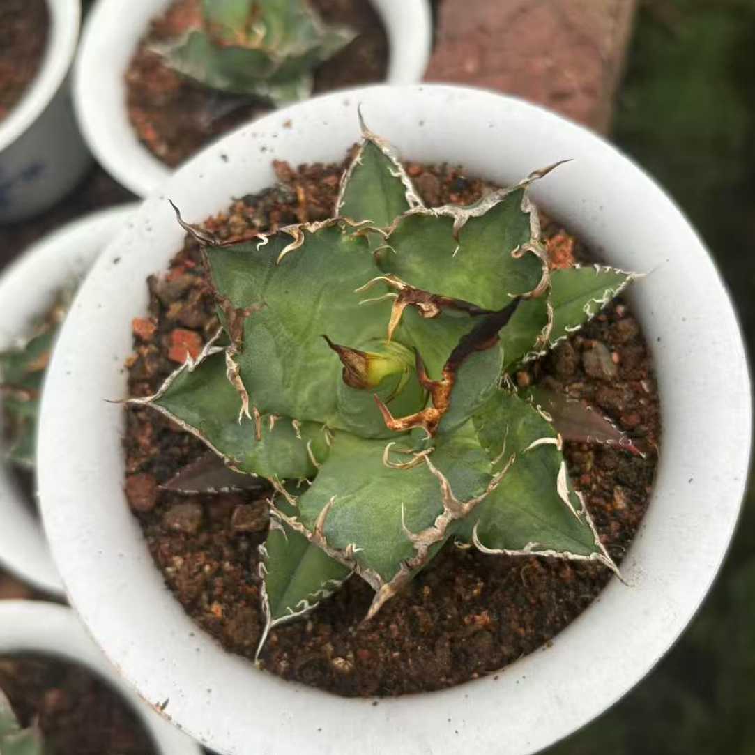 龙舌兰仁王冠园艺绿植凯撒品种