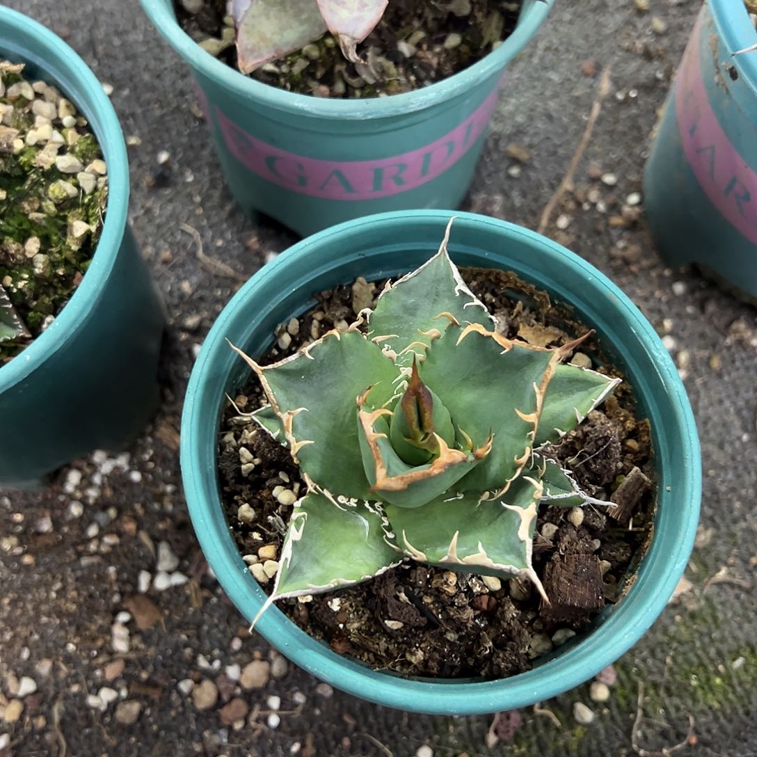 鄉**院立可白生长发育