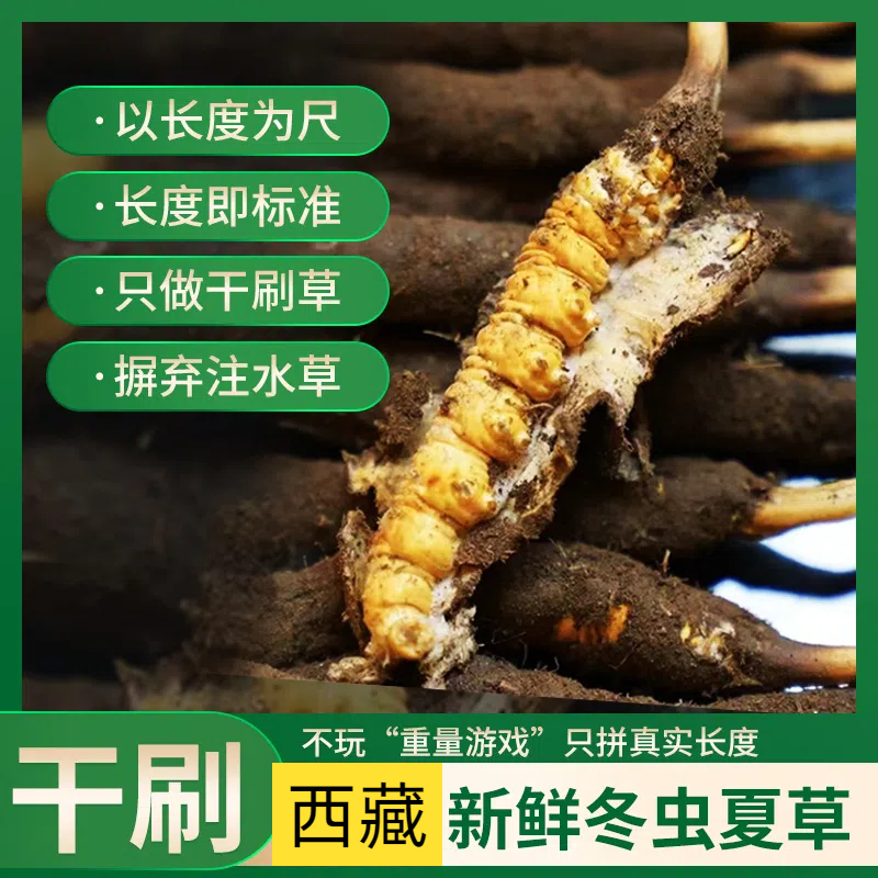 2025新鲜冬虫夏草西藏新鲜虫草正宗虫草