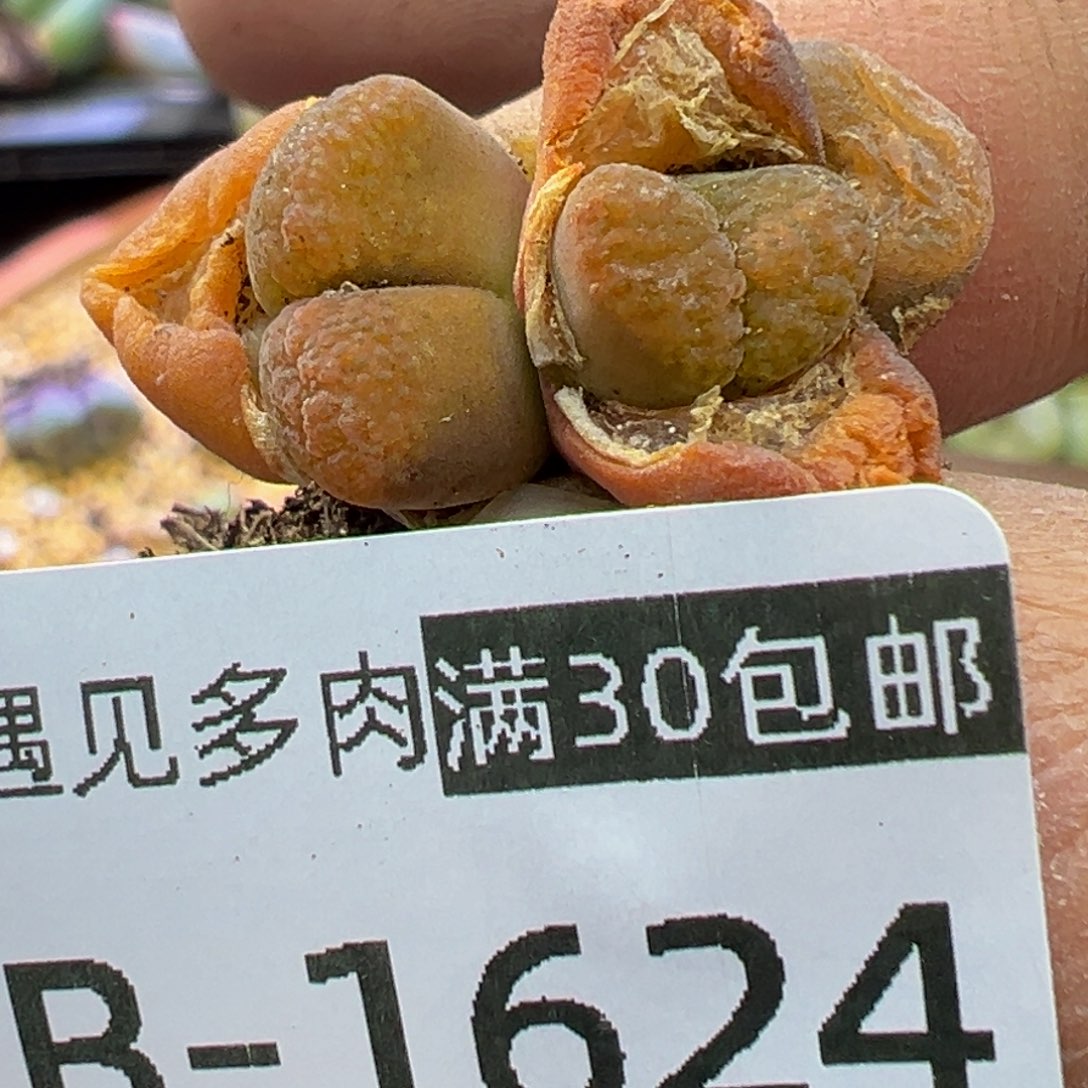 多肉植物1111111111111111