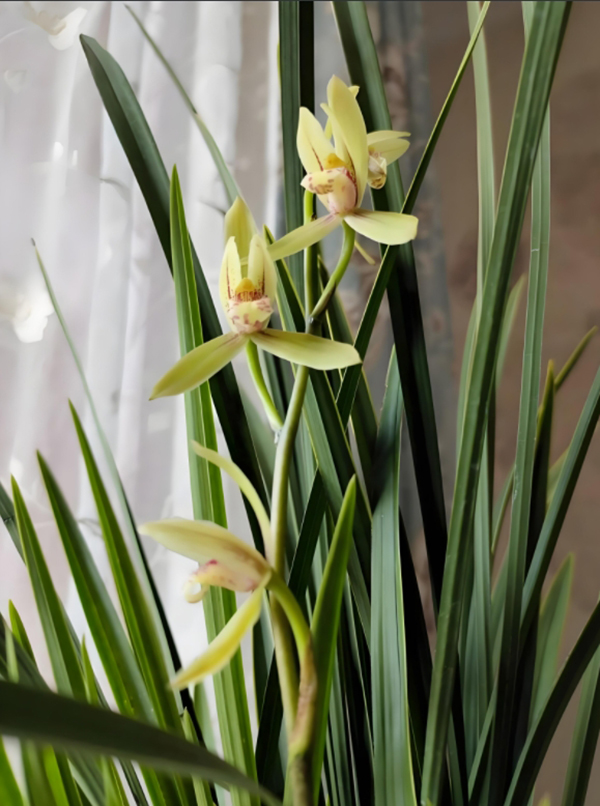 兰花盆栽建兰金针名品花香清新叶带斑缟艺适配茶桌办公桌的绿植