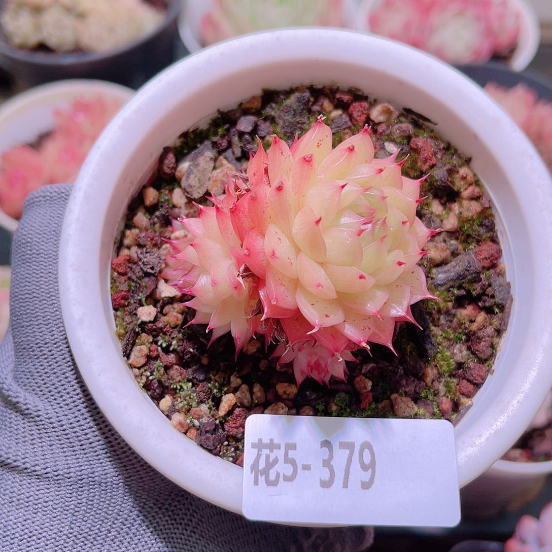 花05-379海王带仔