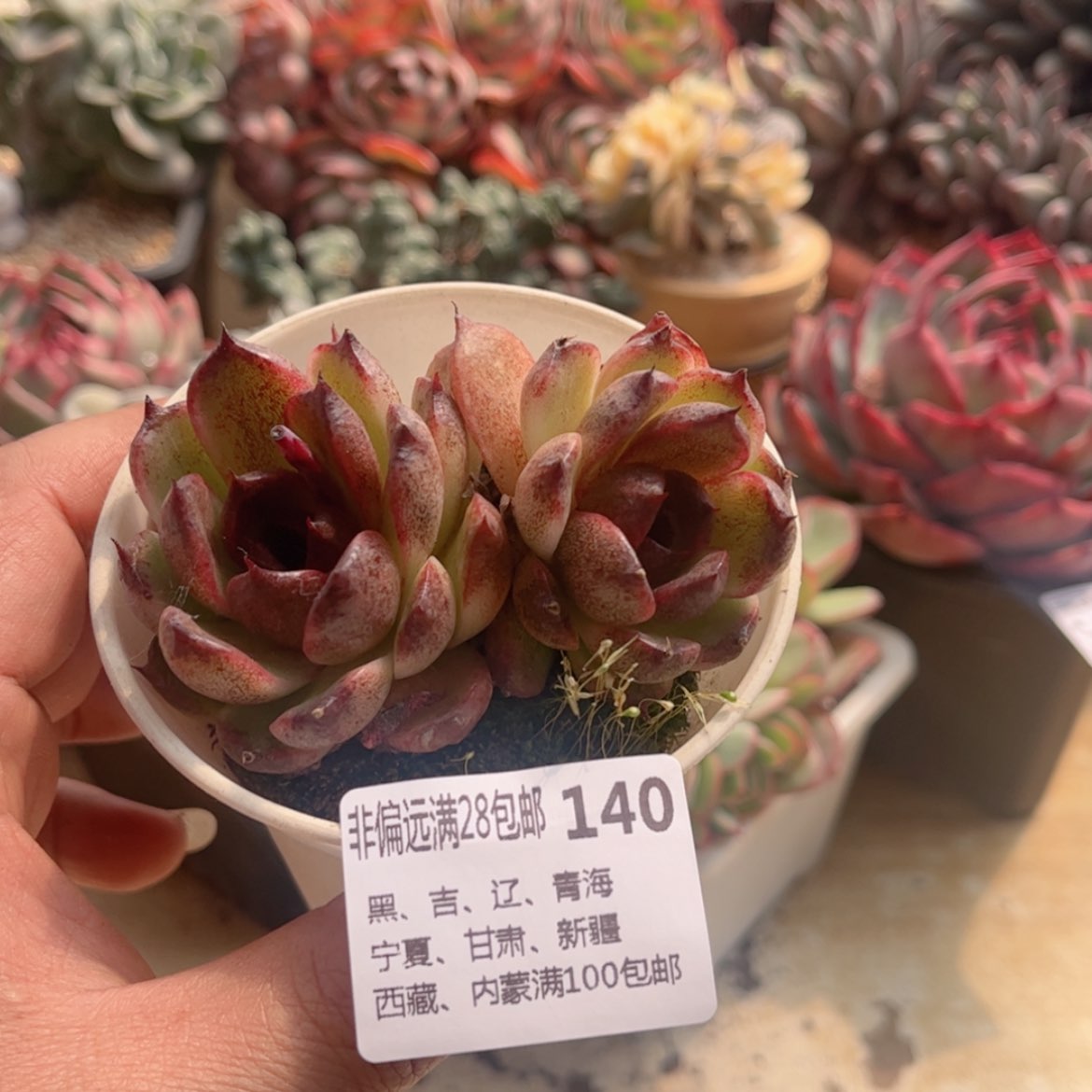 【闪购商品】140黑玫瑰