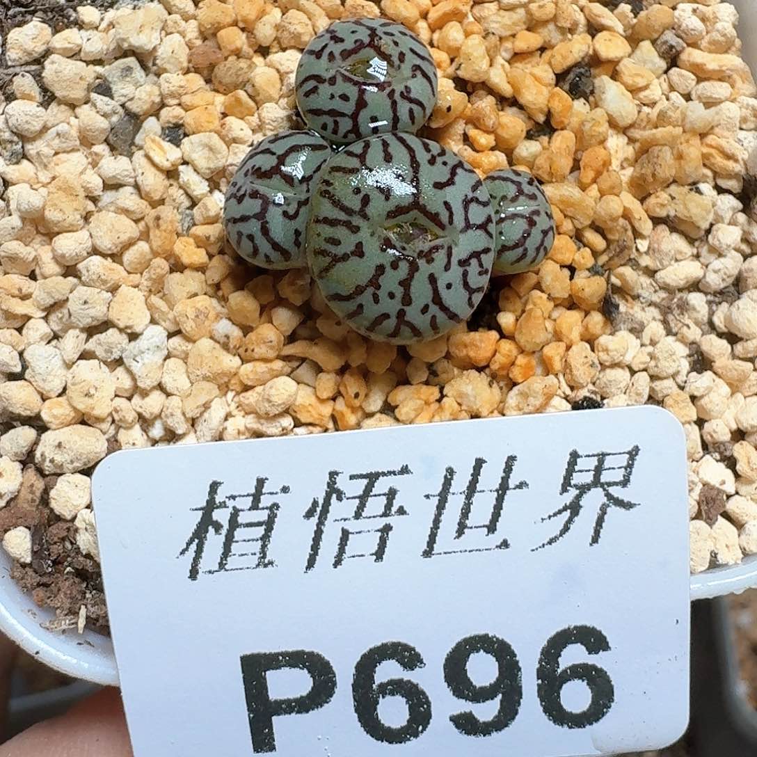 696盒多肉植物哇f g