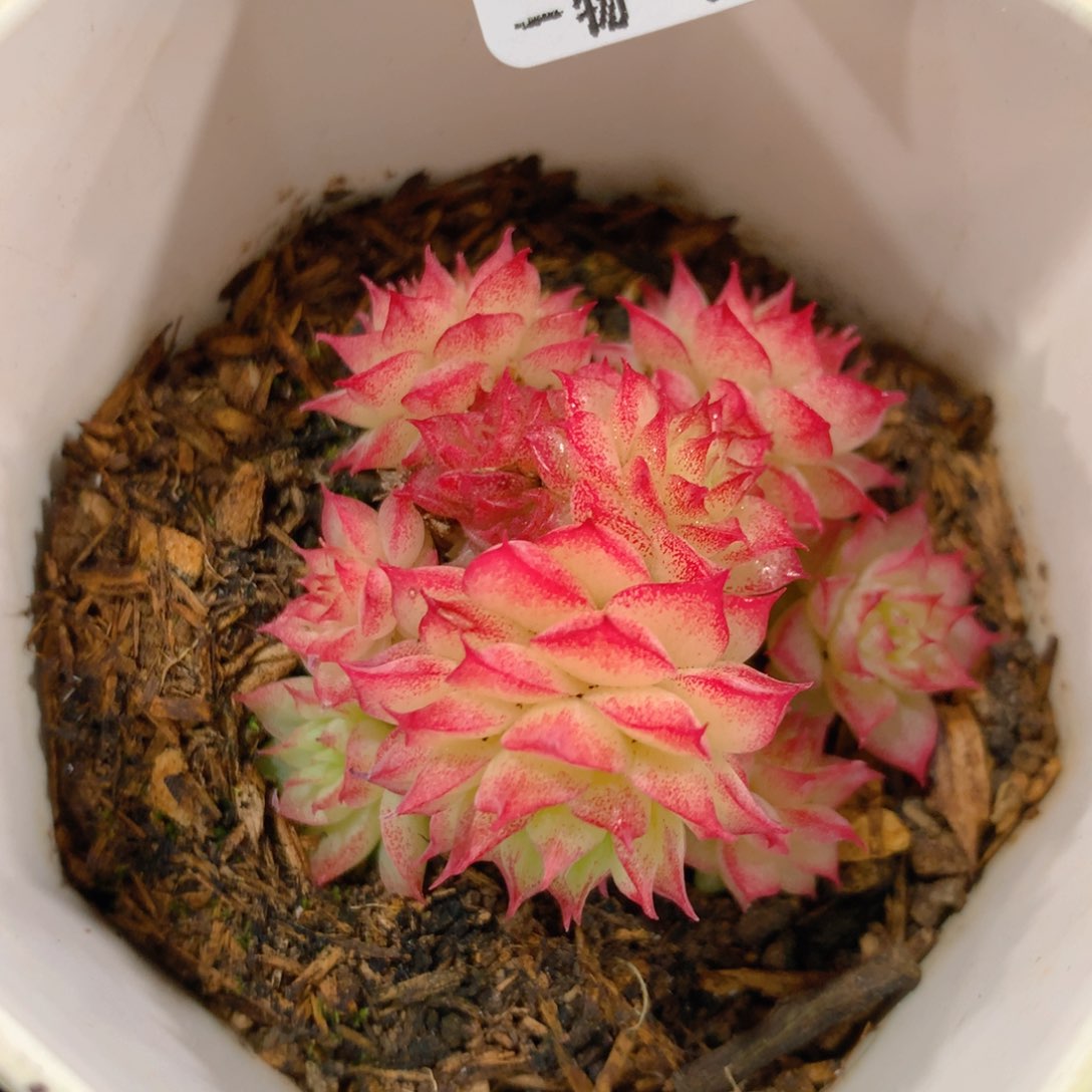 5CM拇指盆精控多肉ZO847