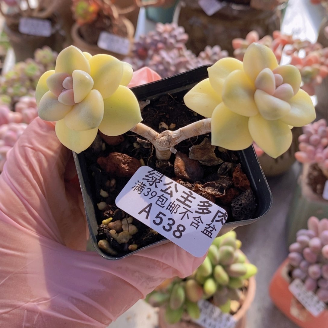 美杏锦有砍538多肉植物 