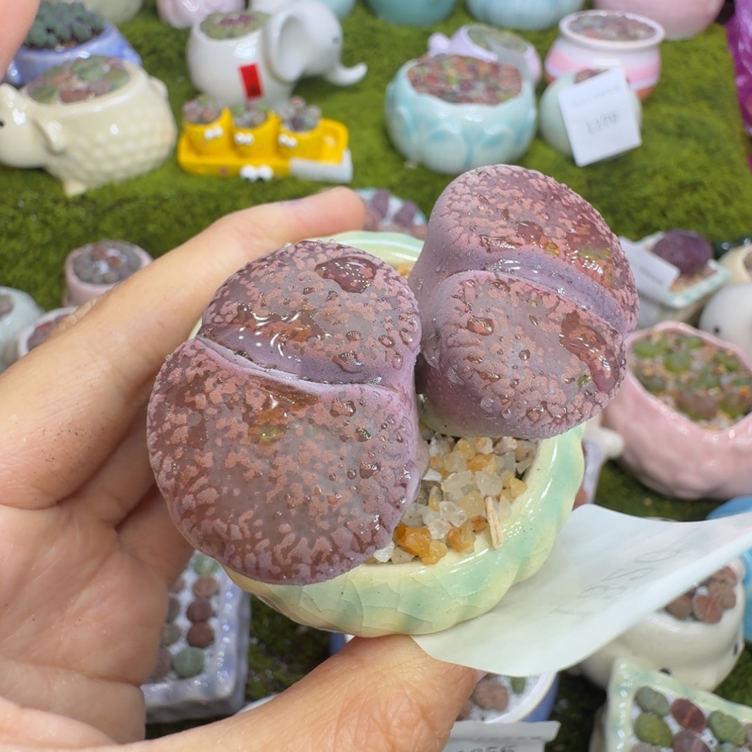 多肉植物的福利1320