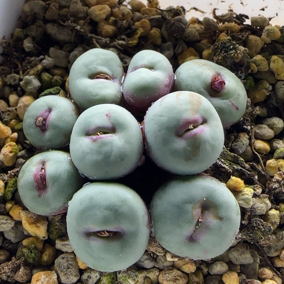 12-12下午场3-5双十二八折福利特选厚嘟嘟嘴1.3cm脱土