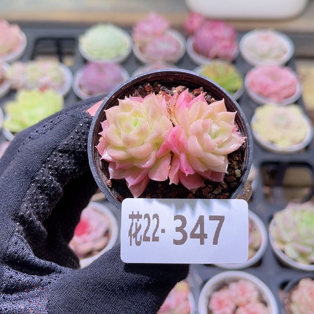 花利美22-347迈凯伦