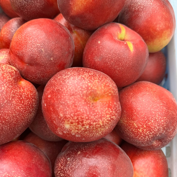 麻点油桃   6月中旬成熟  12月份发货