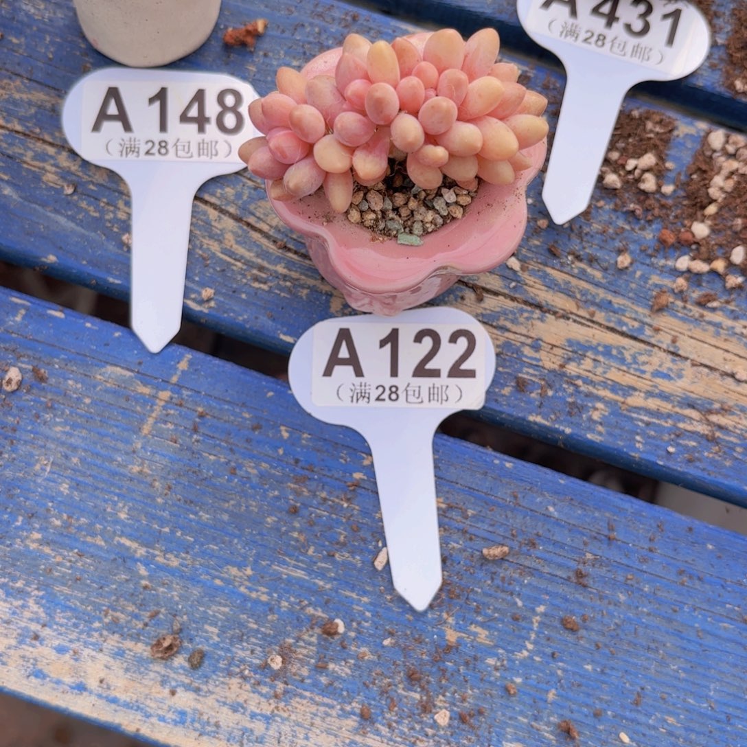 A122星黛露一物语拍