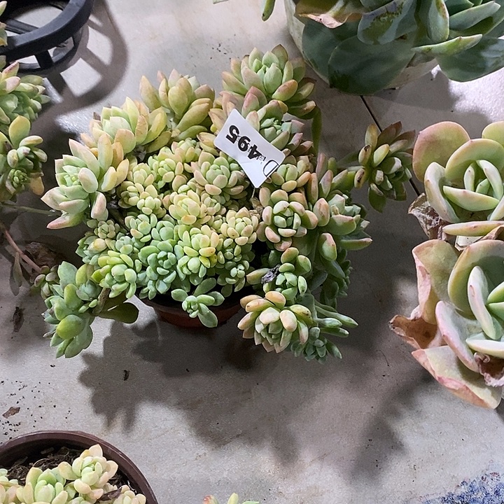 迷***糊495桃酥多肉植物多肉