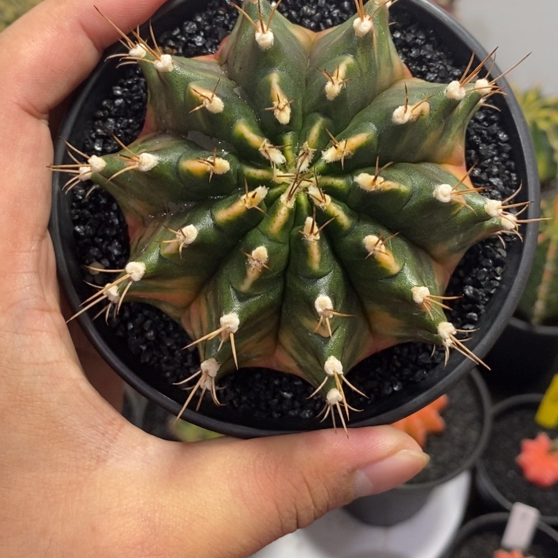 泰系全品米哈—带盆土发货20