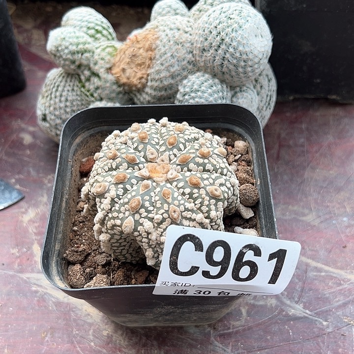 扬**航海星兜961号