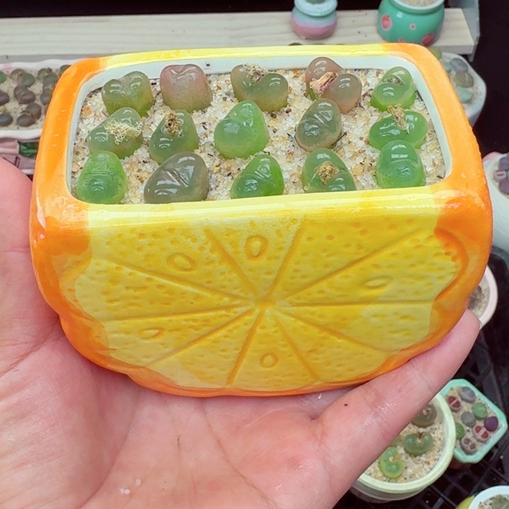 510零下地区记得拍保温箱