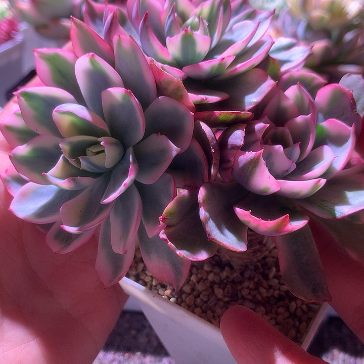 阿美星群生有老桩
