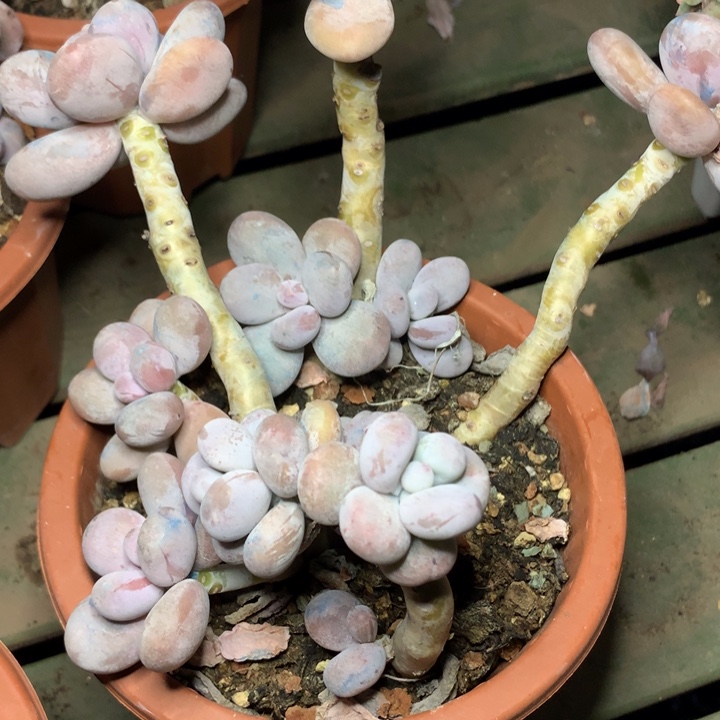 花***吧e305大叶奶一物一拍