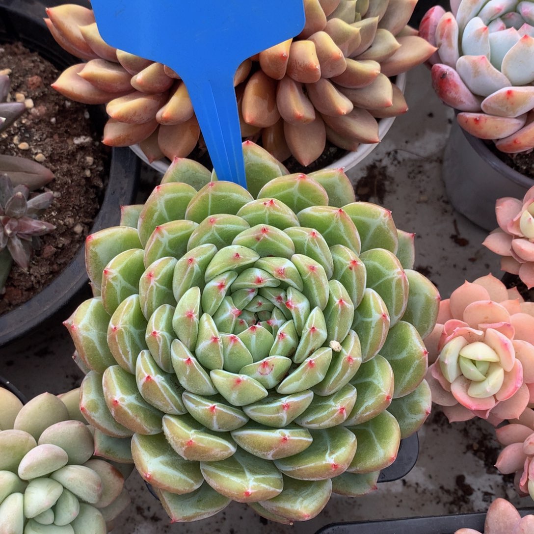 雪花阵你72772272727