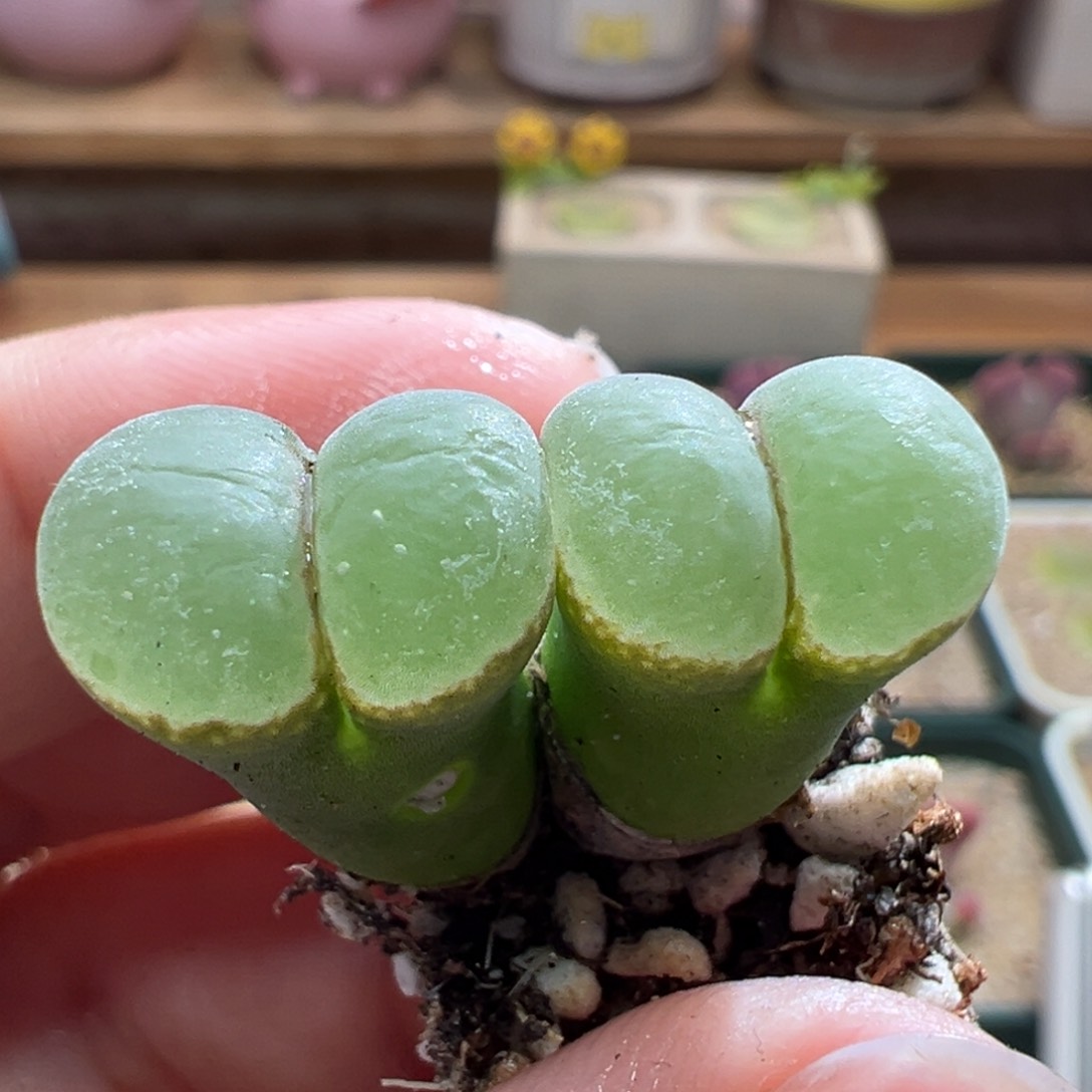 462。新品风铃1804.2四年半双头母本