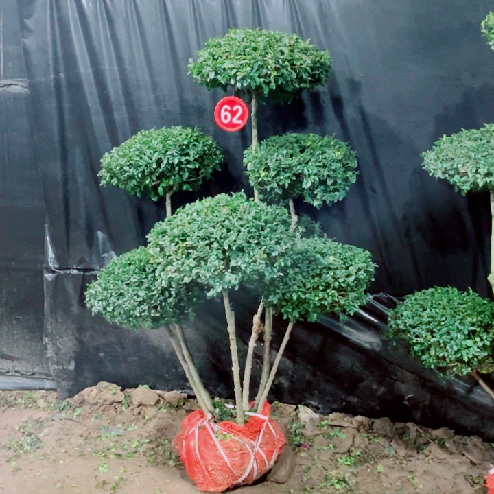 无花朵一物一拍一物一拍