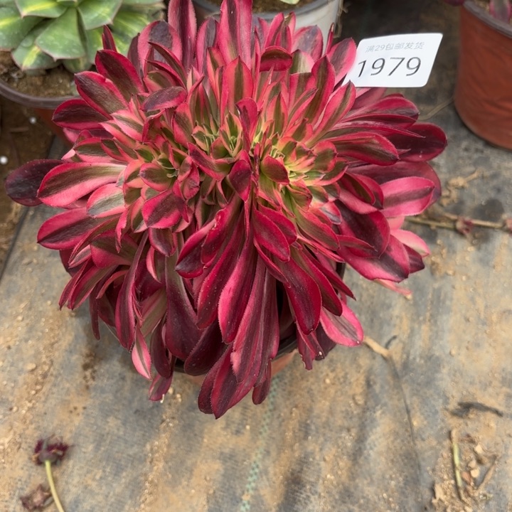 美杜莎坠多肉法师1979