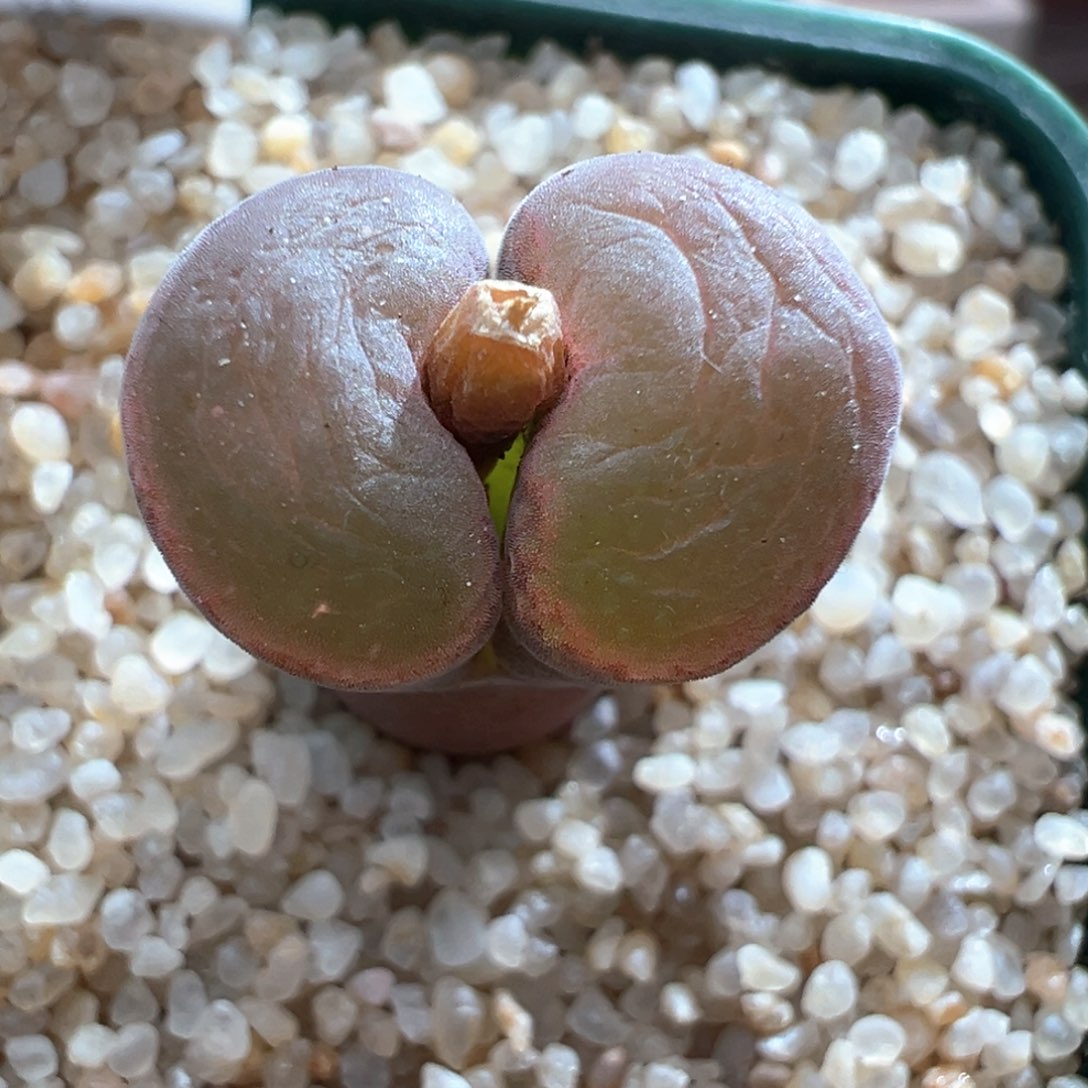 780优选pnsp四年一颗